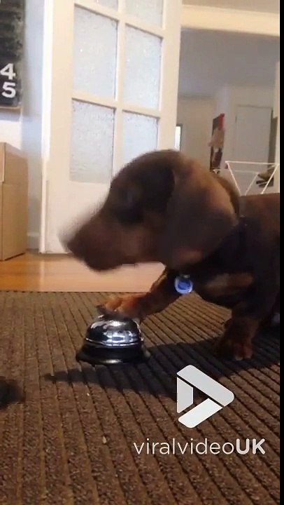 Ce bébé chien sonne pour avoir à manger.. pas bête !