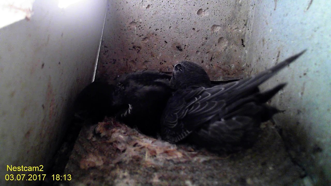 Mauersegler Nestcam 2017 -  3. Juli 18:04