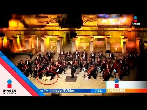 Perro se une a orquesta sinfónica ¡en pleno concierto! | Noticias con Francisco Zea