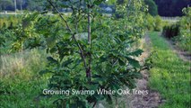 Growing Swamp White Oak Trees   By Mike Hirst
