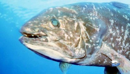 Bizarre ou quoi  [VF] - S01E02 - saison 1 - épisode 02 - Dailymotion (version internationale)