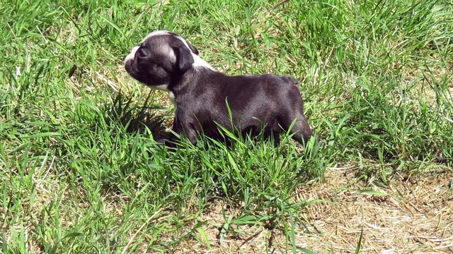 Chiot femelle Boston Terrier fille Fleur2