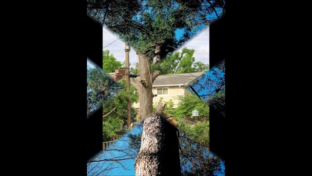 Lovejoy Tree and Land Services LLC - (253) 370-6777