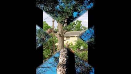 Lovejoy Tree and Land Services LLC - (253) 370-6777