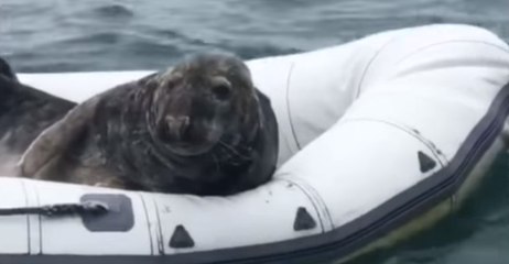 Cheeky Seal Lounges Around Inside Rubber Boat