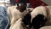 little cat grooms and cuddles dog in adorable morning routine