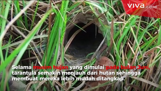 Musim Tarantula, Petani Kamboja Dapat Penghasilan Tambahan