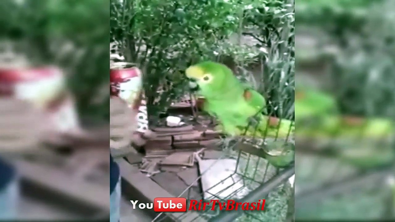 Tente Não Rir #29 (Impossivel) Se Rir Perde - Videos Engraçados Brasil - YouTube