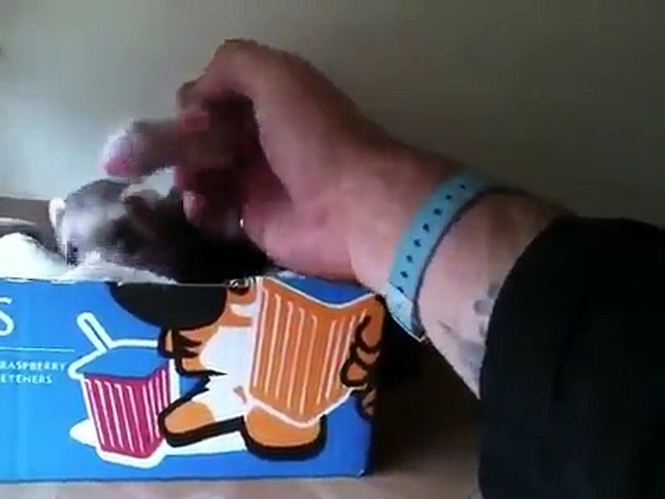 Une maman Furet aime que ses bébés soient caressé par son propriétaire