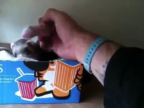 Une maman Furet aime que ses bébés soient caressé par son propriétaire