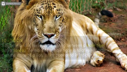 Top 10 Amazing Animals Cross-Breeds