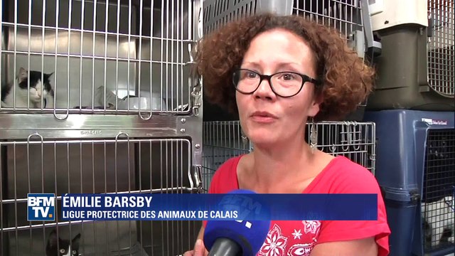 Des refuges animaliers pleins à craquer à la veille des vacances