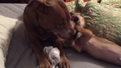 Non je te laisserai pas ma chaussette...