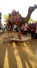 Belly Dancing Camel