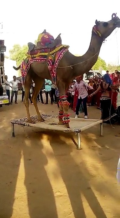 Belly Dancing Camel