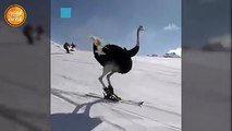 Çok iyi kayak yapan deve kuşları
