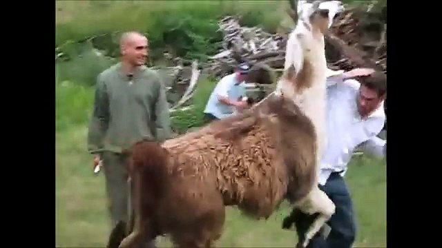 Vidéo compilation de lamas ayant de drôles de réactions au contact des humains