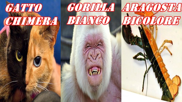 11 ANIMALI DAI COLORI PIÙ STRANI