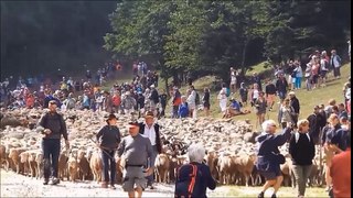 la transhumance 06 2017 col de rousset