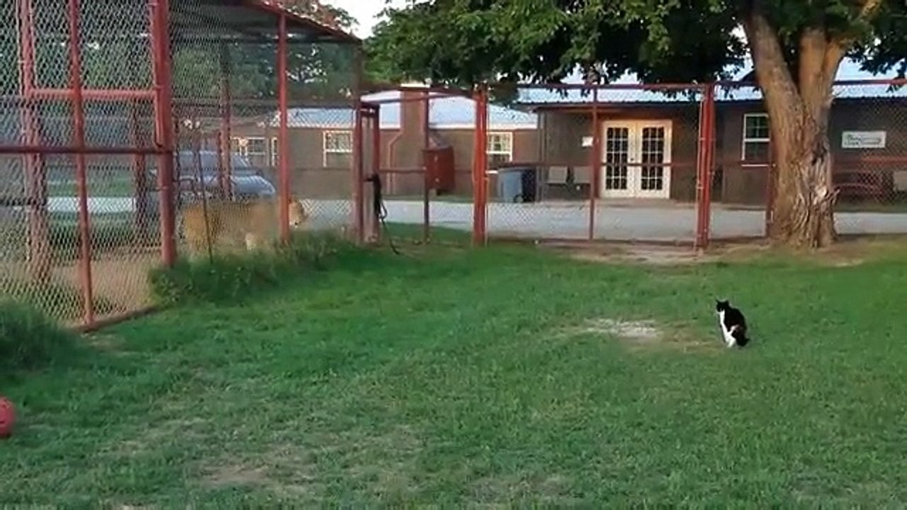 Un chat courageux essaie d'affronter un lion
