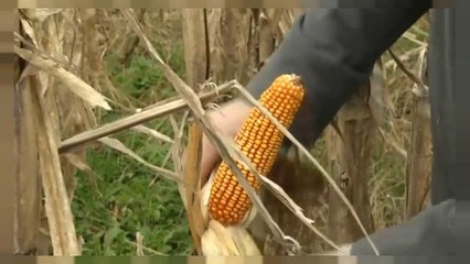 Las lluvias han retrasado la cosecha del maíz en Argentina