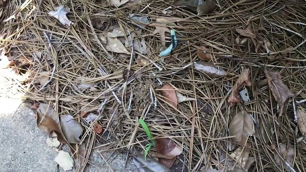 Avoir les yeux plus gros que le ventre