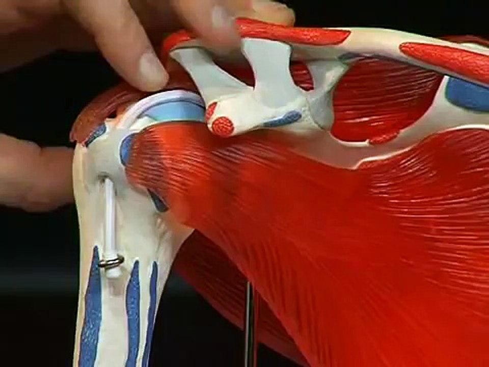 SOMATCO A880 Shoulder joint with rotator cuff - 5 part | 3B Scientific