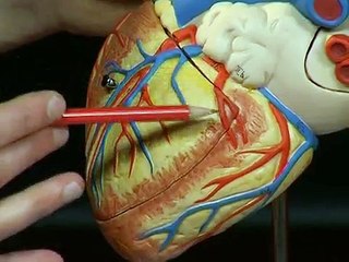 SOMATCO G12 Heart, 2-times life size, 4 part | 3B scientific