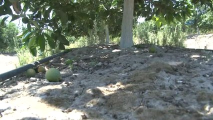 Sıcak Hava ve Poyraz Narenciyeyi Dalından Kopardı