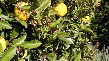 Global Peppercorns Australian Black Peppercorns