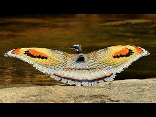 Sunbittern - Kỳ Lạ Loài Chim Giống Hệt Con Bướm Bà