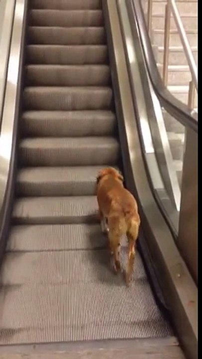 Bostancı metroda bir köpek