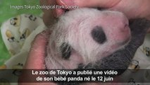 Le zoo de Tokyo donne des nouvelles de son bébé panda