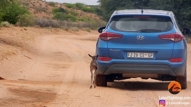 Wildebeest Calf Thinks this Car is Its Mother (Happy Ending) - Latest Sightings Pty Ltd