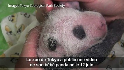 Le zoo de Tokyo donne des nouvelles de son bébé panda