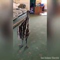 Emu gets so excited when he sees the dog