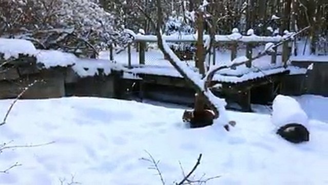 çok şeker hayvanlar bunlar