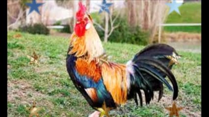 Paysan - Pierre Bachelet