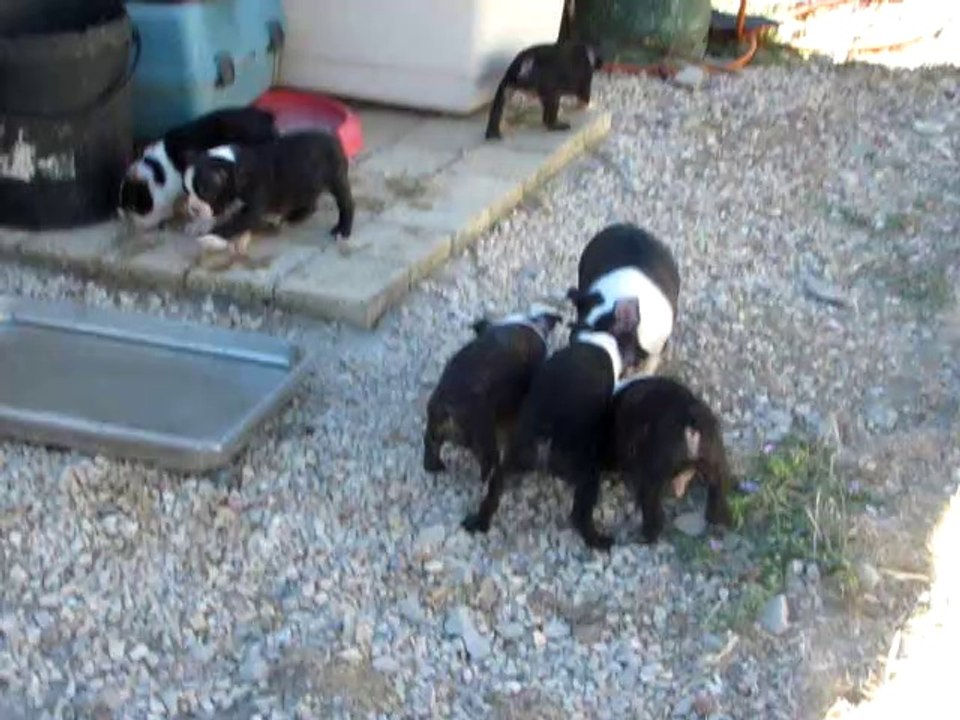 Mes bébés bostons terriers