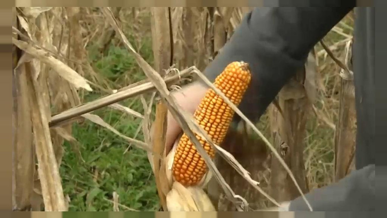 Argentinien: Rekord-Maisernte, aber zu spät