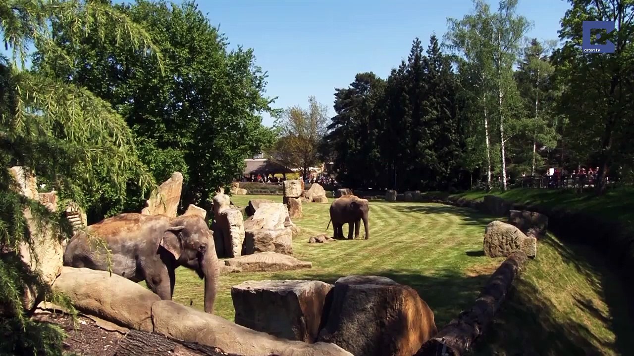 Mother Elephant Tries Desperately To Wake Up Her Baby, Human Jumps Into Action