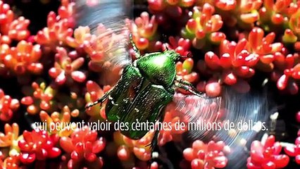 Le biomimétisme selon Idriss Aberkane #22 : de sacrés scarabées !