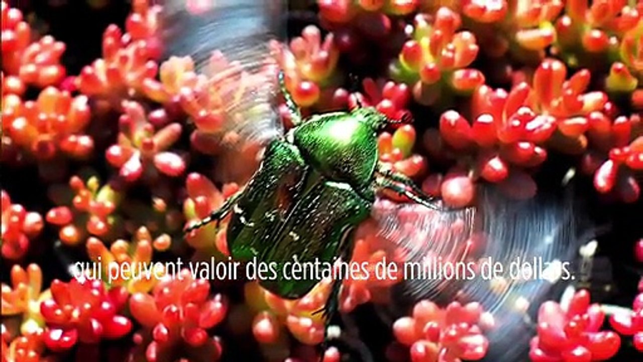 Le biomimétisme selon Idriss Aberkane #22 : de sacrés scarabées !