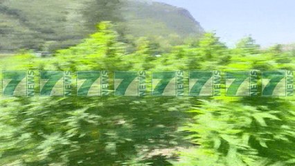 DASH : SHQIPERIA BURIM KANABISI - News, Lajme - Kanali 7