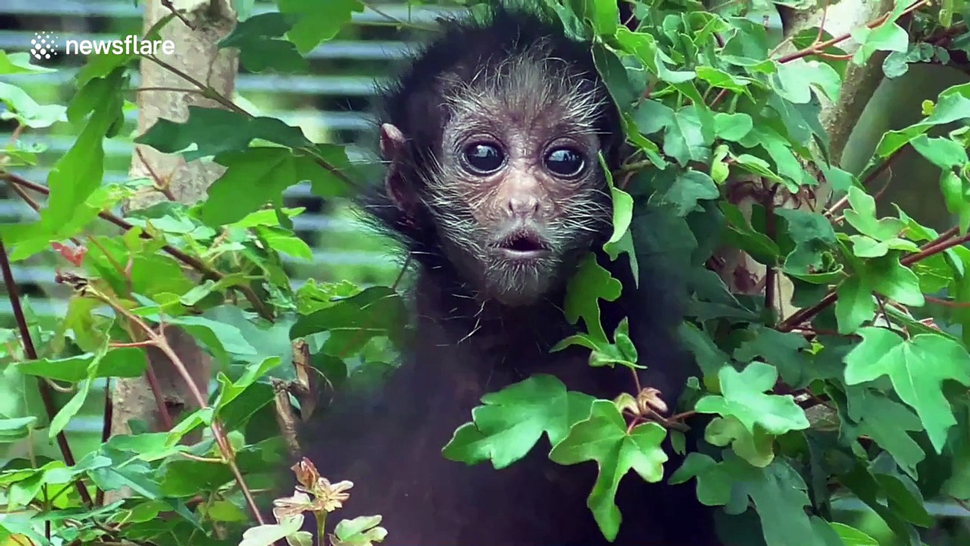 Newborn Spider Monkey