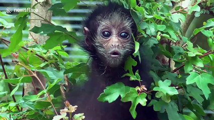 Baby spider monkey 'panics' in his enclosure