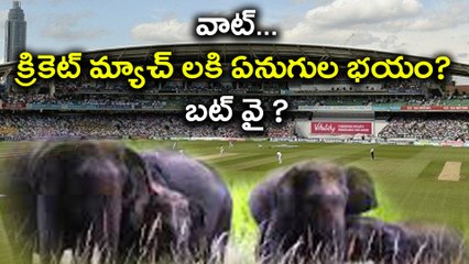 Elephant fears for cricket matches..? where ? why?