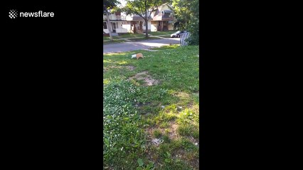 Man helps out cat with bag of crisps stuck on head