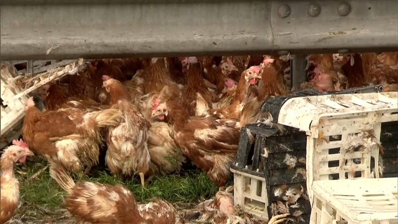 Hühner auf Autobahn