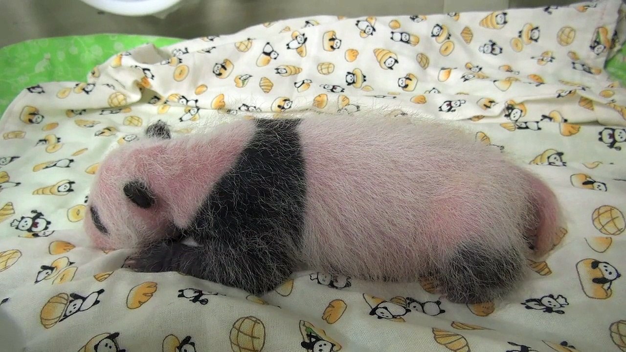Novas imagens do bebê panda